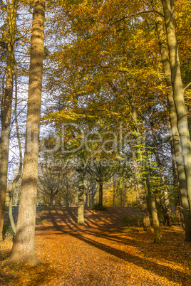 Forest during Autumn