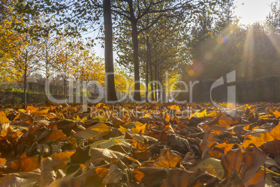 Sun shining through maple alley