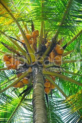 coconut tree background