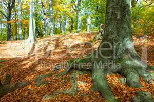 Autumnal Park