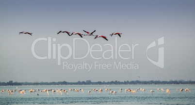 Greater flamingos, phoenicopterus roseus, in Camargue, France