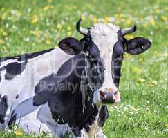 Black holstein cow portrait