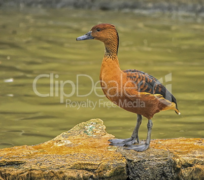 Fulvous whistling or tree duck, dendrocygna bicolor