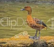 Fulvous whistling or tree duck, dendrocygna bicolor