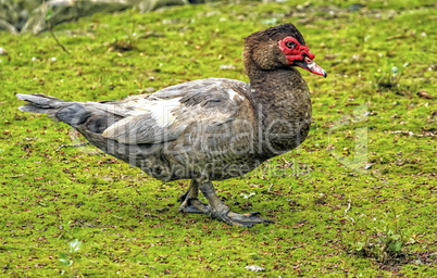 Muscovy duck