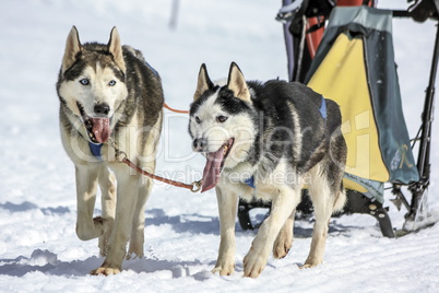 Sled dogs in speed racing, Moss, Switzerland