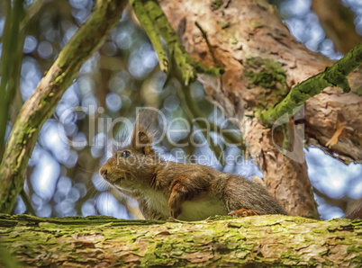 Eurasian red squirrel, sciurus vulgaris