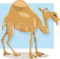 dromedary camel cartoon illustration