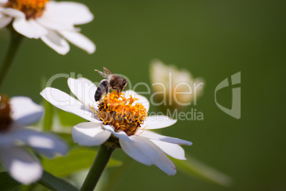 A bee on a flower