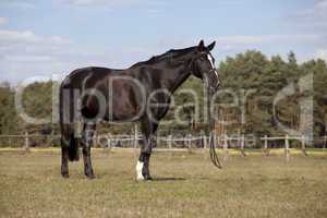 Black horse on meadow