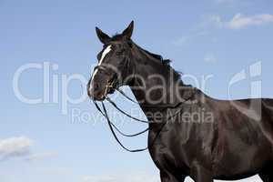 brandenburger horse portrait