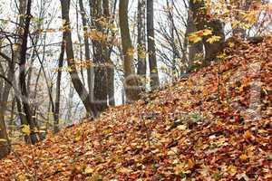 Steep slope in the autumn forest