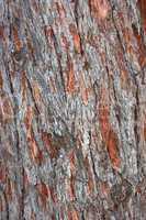 Old pine tree bark