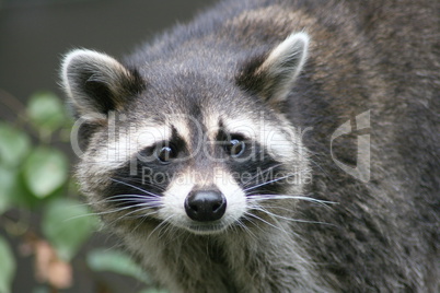 raccoon