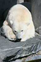 polar bear