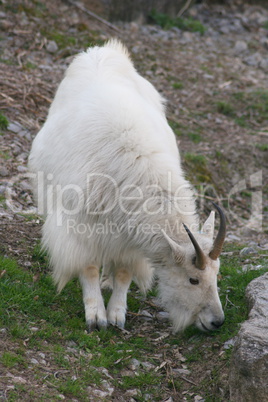 mountain goat