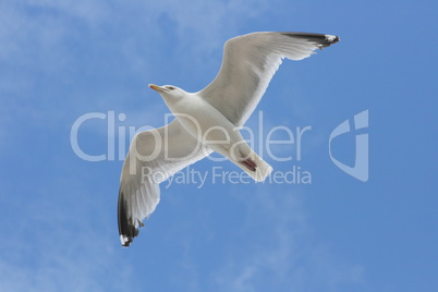 flying gull,