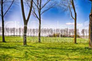 Beautiful Netherlands Countryside in Spring Season