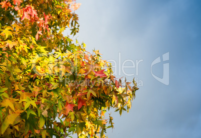 Autumn trees and leaves. Beautiful colors of Fall