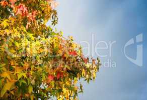 Autumn trees and leaves. Beautiful colors of Fall