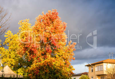 Autumn trees and leaves. Beautiful colors of Fall