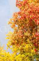 Autumn trees and leaves. Beautiful colors of Fall