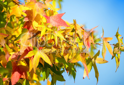 Autumn trees and leaves. Beautiful colors of Fall