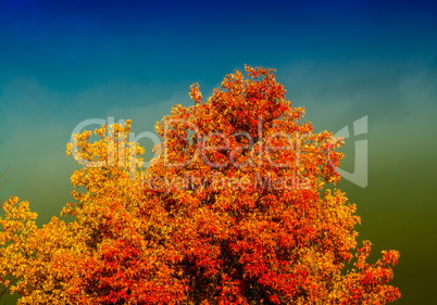 Autumn trees and leaves. Beautiful colors of Fall