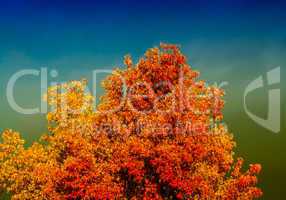 Autumn trees and leaves. Beautiful colors of Fall
