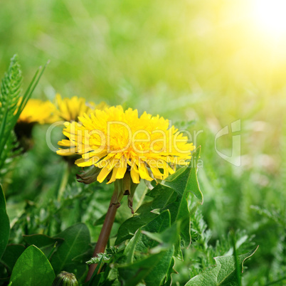 dandelions on a green meadow