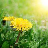 dandelions on a green meadow