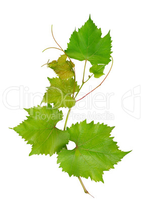 Grape leaves isolated on white background