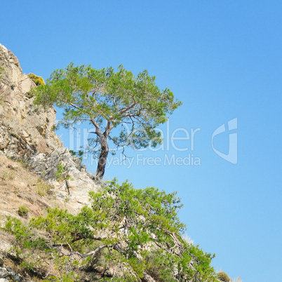 Pine on a mountainside and blue sky