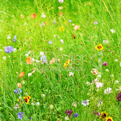 wild flowers