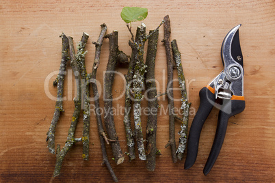 Cultivation of trees by trimming