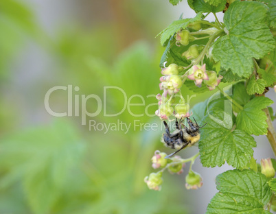 Bee on a flower currant
