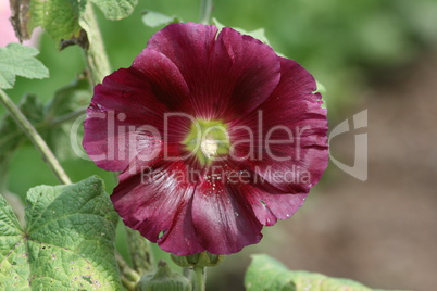 Hollyhock Alcea rosea