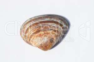 brown round shell