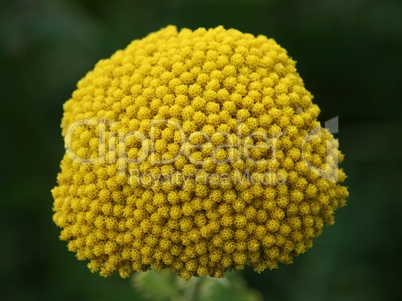 yellow-flowering Fernleaf Yarrow (Achillea filipendulina)