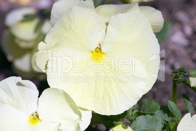 white pansy