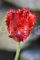 red-flowering tulip