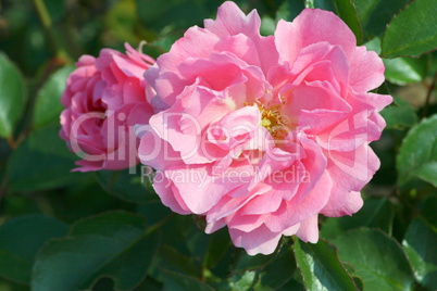 pink rose blossom