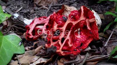 Very interesting species of fungi (Clathrus ruber)