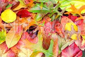 Herbstlaub - Herbstblätter - Herbstfarben
