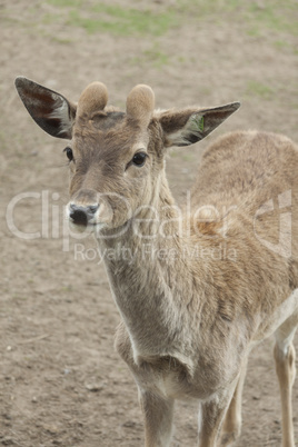 Junger Bock