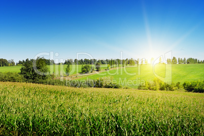 sunrise over the corn field