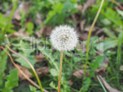 Dandelion flower