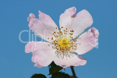 wild dog rose