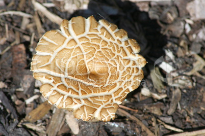 beige mushroom, "Macrolepiota bohemica"