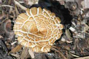 beige mushroom, "Macrolepiota bohemica"